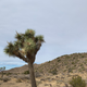Illustration for article titled Taking A Guided Hummer Tour Of Joshua Tree Was A Highlight Of My Vacation